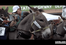The Buena Vista Pack Burro Race