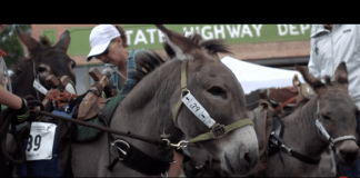 The Buena Vista Pack Burro Race